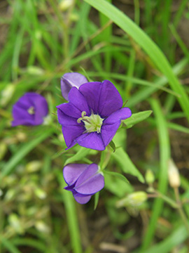 Legousia speculum-veneris