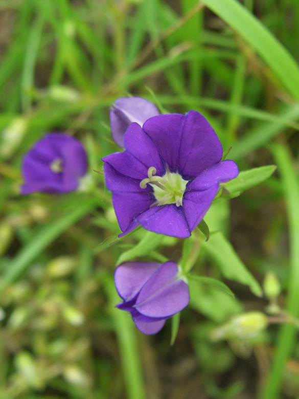 Legousia speculum-veneris