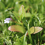 Lindernia dubia - Großes Büchsenkraut