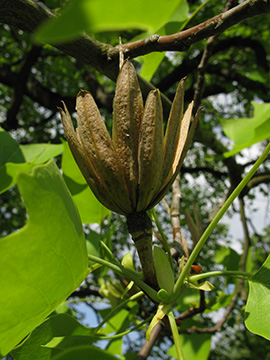 Liriodendron tulipifera