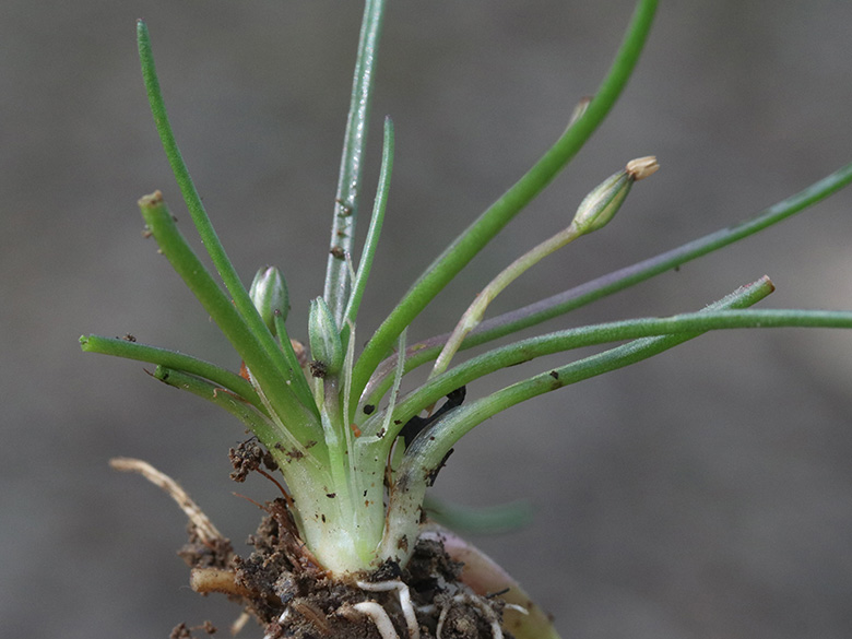 Littorella uniflora