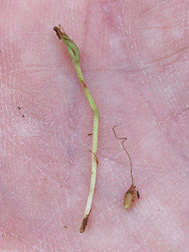 Littorella uniflora