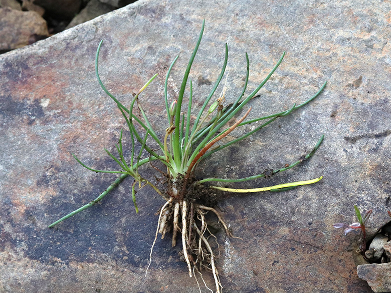 Littorella uniflora