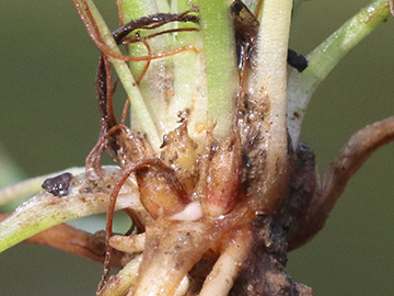 Littorella uniflora