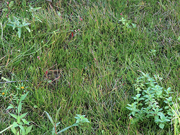 Littorella uniflora