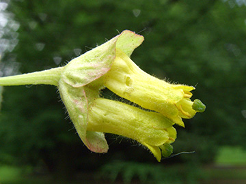 Lonicera involucrata