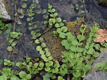 Lysimachia nummularia