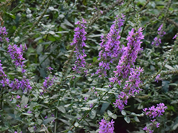 Lythrum salicaria