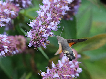 Macroglossum stellatarum
