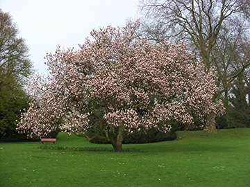 Magnolia soulangeana