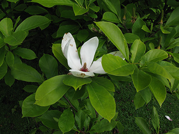 Magnolia soulangeana