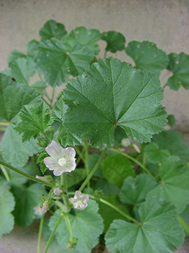 Malva neglecta
