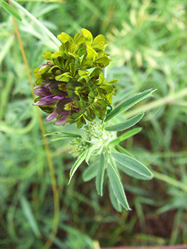 Medicago varia