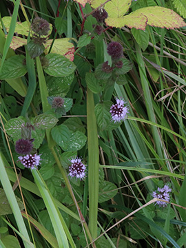 Mentha aquatica