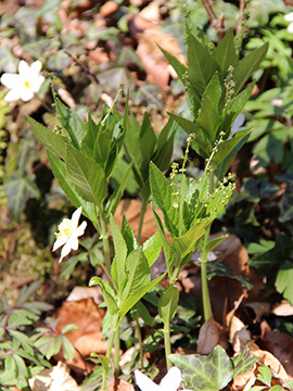 Mercurialis perennis