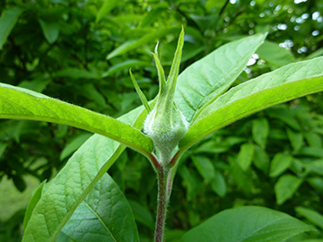 Mespilus germanica