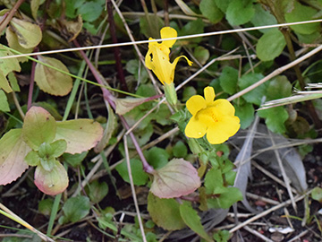 Mimulus guttatus