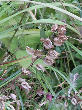 Mimulus guttatus
