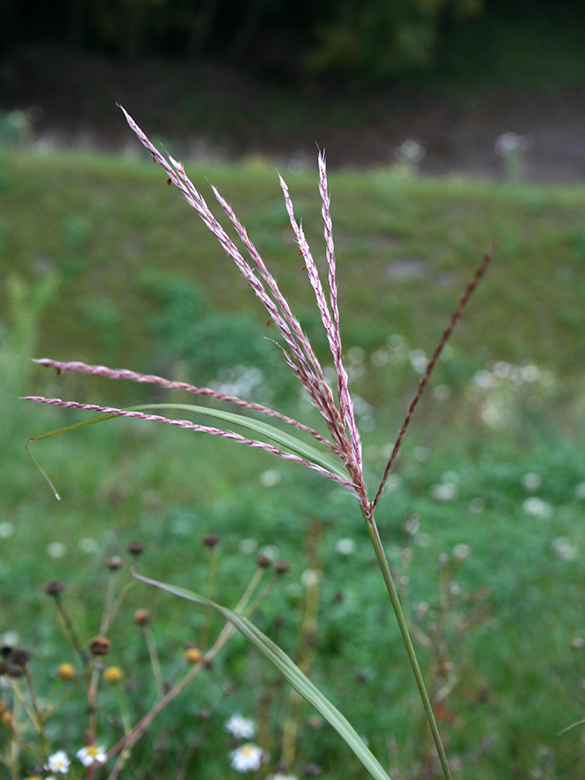 Miscanthus sinensis