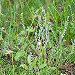 Myosotis stricta - Sand-Vergissmeinnicht