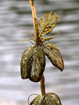 Myriophyllum spicatum