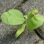 Nicotiana tabacum - Virginischer Tabak