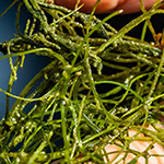 Nitellopsis obtusa - Stern-Armleuchteralge