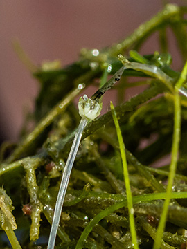 Nitellopsis obtusa