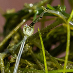 Nitellopsis obtusa - Stern-Armleuchteralge