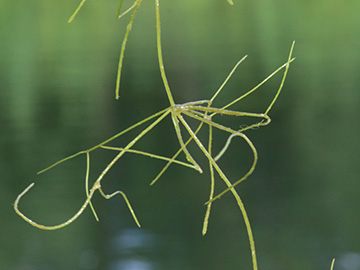 Nitellopsis obtusa