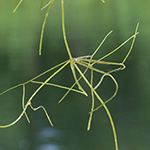 Nitellopsis obtusa - Stern-Armleuchteralge