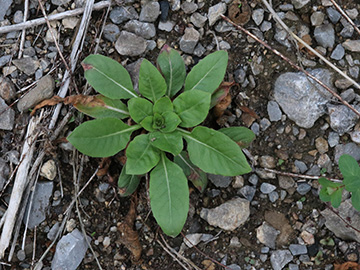Oenothera spec.