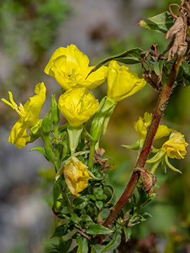 Oenothera