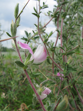 Ononis spinosa agg.