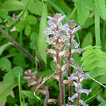 Orobanche minor - Kleine Sommerwurz