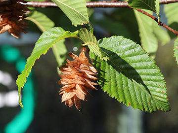 Ostrya carpinifolia