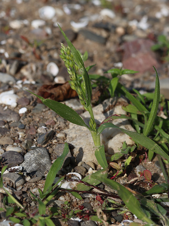 Panicum miliaceum