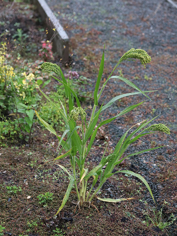 Panicum miliaceum