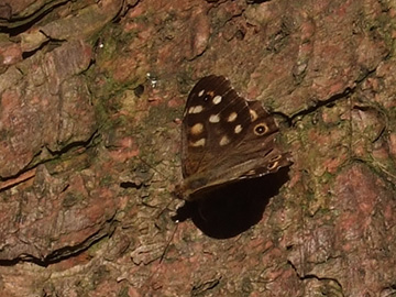 Pararge aegeria