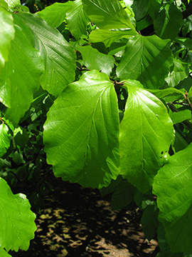 Parrotia persica