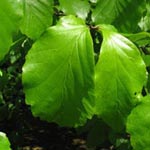Parrotia persica