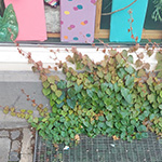 Parthenocissus quinquefolia - Selbstkletternde Jungfernrebe