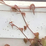 Parthenocissus quinquefolia - Selbstkletternde Jungfernrebe