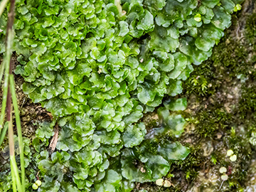 Pellia epiphylla