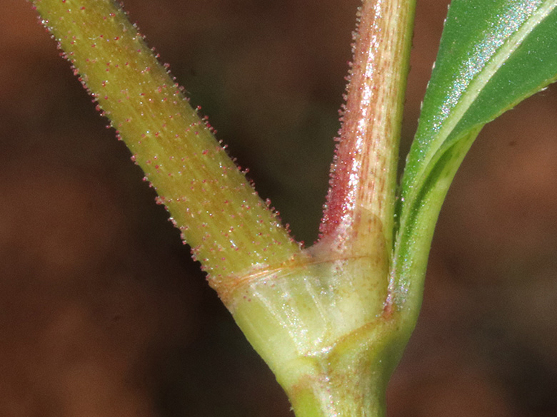 Persicaria pensylvanica