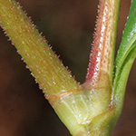 Persicaria pensylvanica - Pennsilvanischer Knöterich