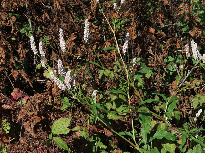 Persicaria pensylvanica