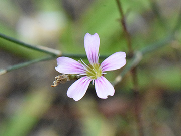 Petrorhagia saxifraga