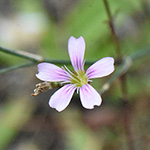 Petrorhagia saxifraga - Steinbrech-Felsennelke