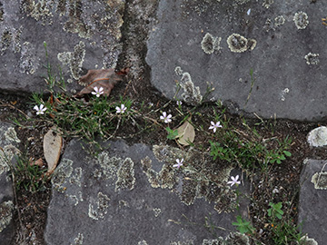 Petrorhagia saxifraga